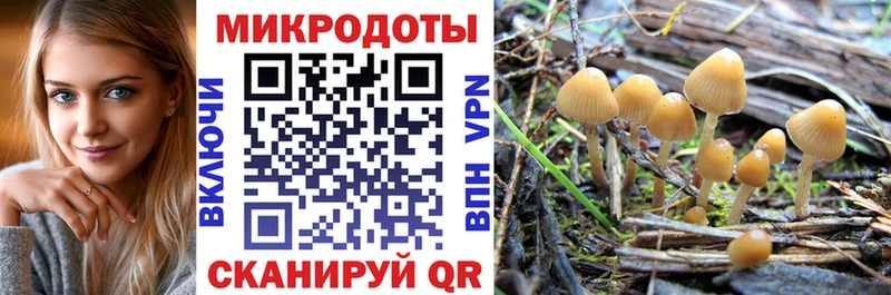 где продают   Данилов  Псилоцибиновые грибы Psilocybe 